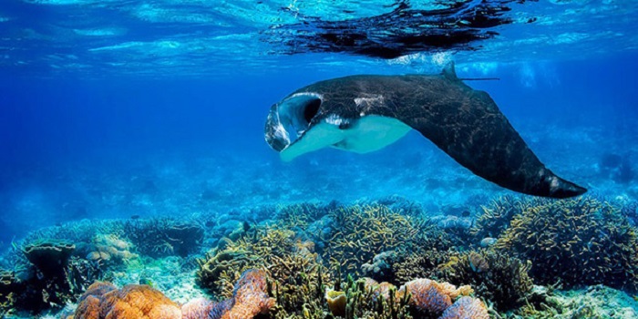 Đảo Komodo - Nhắc đến Manta Point không thể không nhắc đến loài cá đuối.