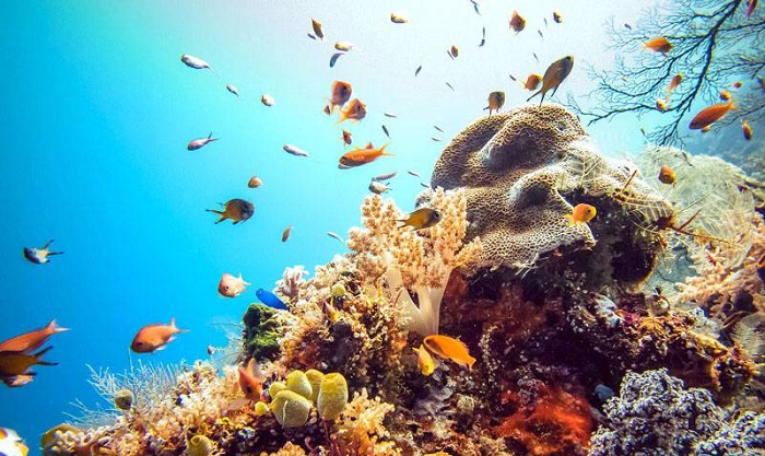 Đảo Komodo - Hệ sinh thái vô cùng dồi dào, đa dạng