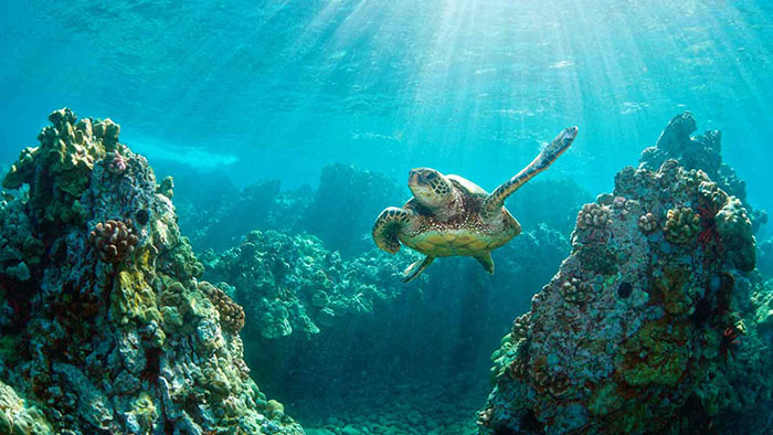 Bali có gì đẹp - Có rất nhiều loài rùa sinh sống ở vùng biển quanh đảo