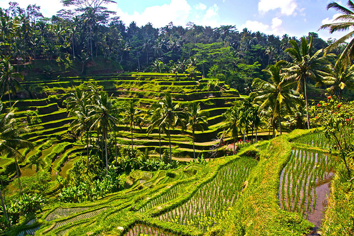 Bali có gì đẹp - Ruộng bậc thang bao la xanh ngát.