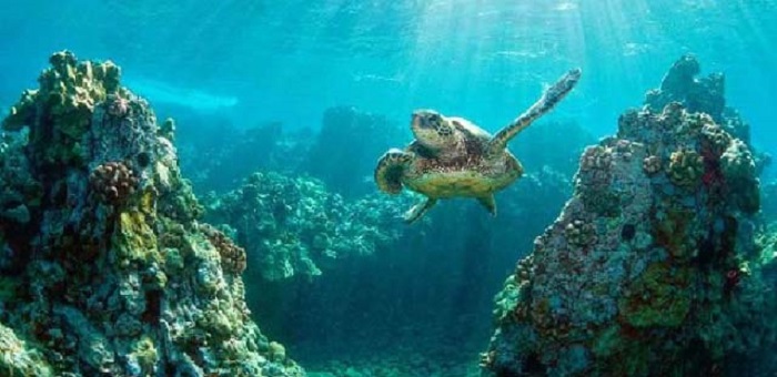 Đảo rùa Bali - KKhám phá đại dương.
