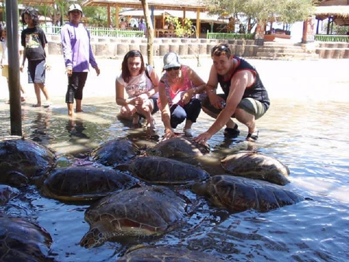 Đảo rùa Bali - Đảo rùa nơi bảo tồn hàng nghìn loài rùa khác nhau