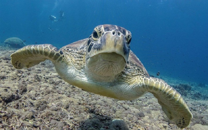 Đảo rùa Bali - Trải nghiệm khám phá đảo rùa vào mùa mưa