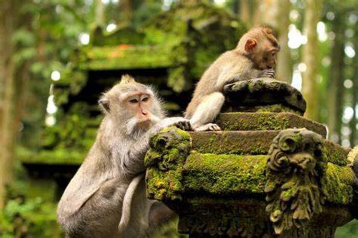Đền Pura Dalem Agung - Nằm trong Khu rừng khỉ Ubud nên du khách có thể thường xuyên bắt gặp nhiều chú khỉ tại đền