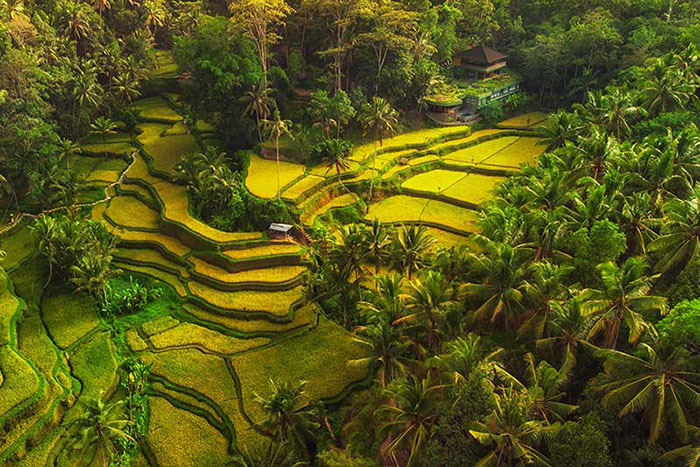 Khám phá ruộng bậc thang Tegalalang cổ nhất Châu Á ở thiên đường Bali