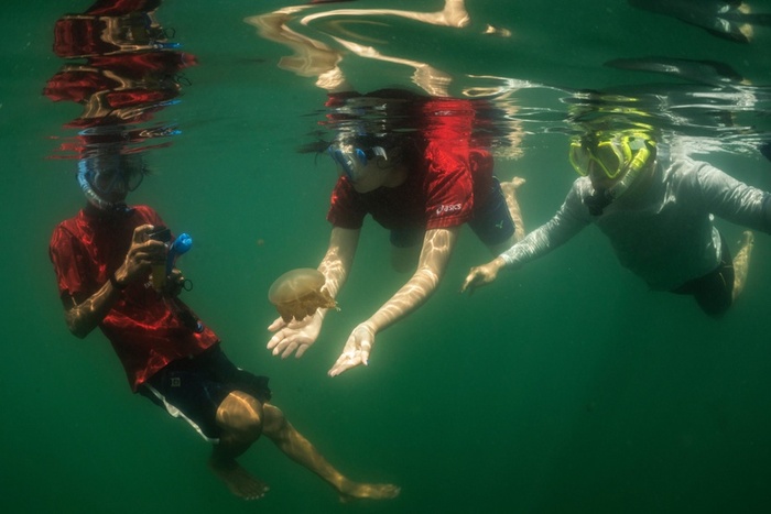 quần đảo Derawan - Du khách bơi với loài sứa không nọc độc trong hồ Kakaban, Indonesia. 