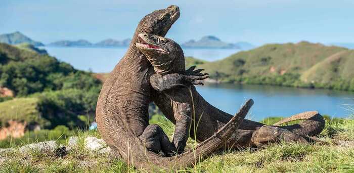 kinh nghiệm du lịch Flores - Rồng Komodo tại Công viên quốc gia Komodo