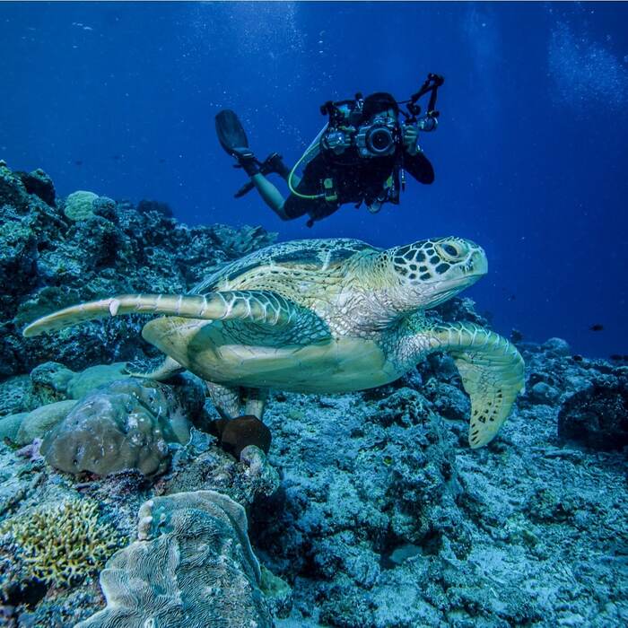 quần đảo Derawan - Một chú rùa xanh quý hiếm trong lòng hồ nước mặn giữa đảo Kakaban