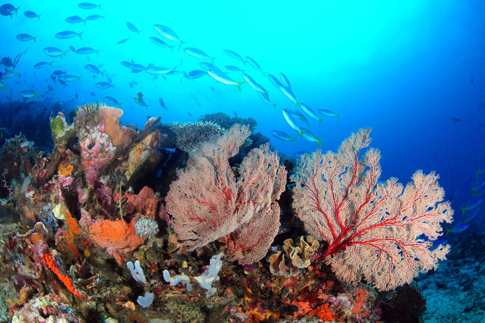 quần đảo Derawan - Rạn san hô, một trong số những hệ thực vật đóng góp cho hệ thống sinh vật ở quần đảo Derawan