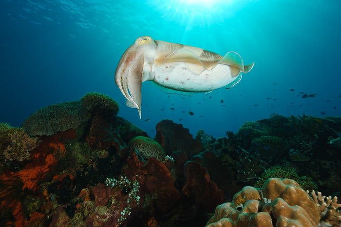 quần đảo Derawan - Đảo Kakaban Indonesia là một điểm đến mới mẻ và lý thú dành cho du khách yêu thích các hoạt động dưới nước.