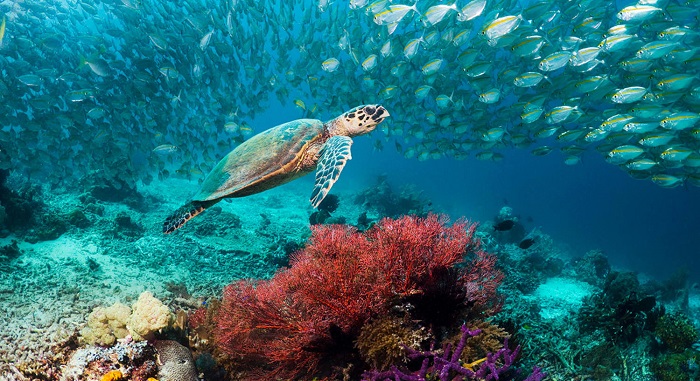 Kinh nghiệm du lịch Raja Ampat - Những loài rùa hiếm trên thế giới cũng có mặt tại Raja Ampat.