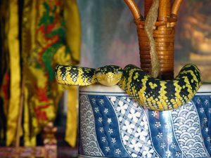 Chơi gì ở Penang - Hình hình ảnh những chú rắn xung quanh ngôi đền