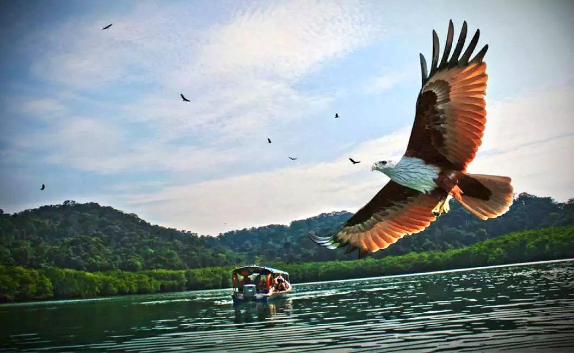 Chim đại bàng - biểu tượng của Langkawi trong chuyến đi tìm hiểu về các loài chim cư trú