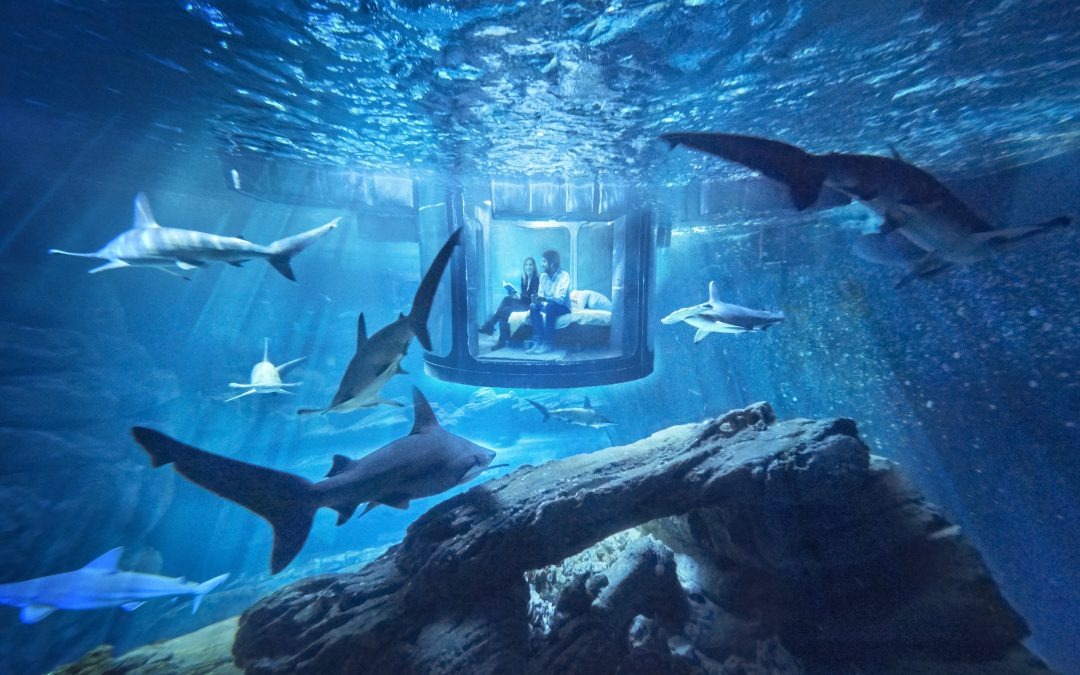 Ngắm nhìn đàn cá mập tại thuỷ cung Underwater World Langkawi