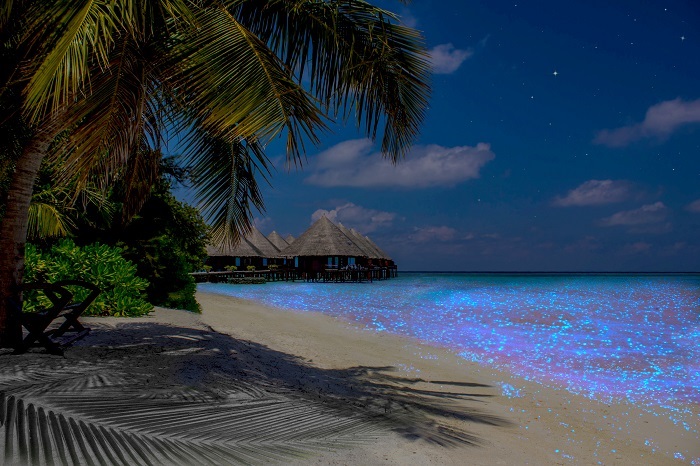 Bãi biển Maldives - Sinh vật biển với ánh sáng tuyệt đẹp tưởng chỉ có trong những câu chuyện mà bà hay mẹ kể hoặc trong các bộ phim về các nàng công chúa của Disney