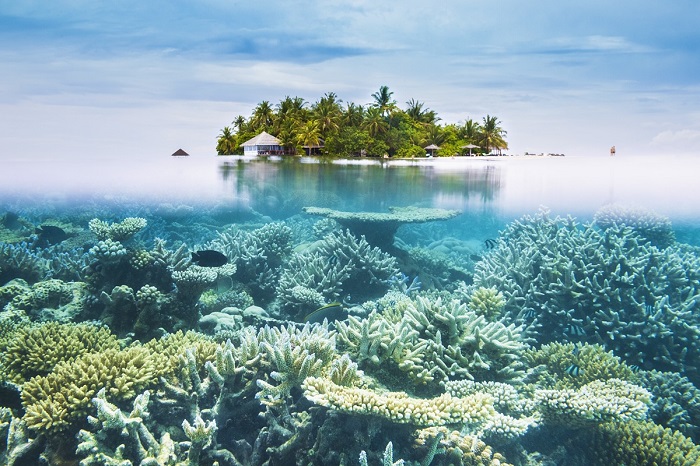 Đổi tiền Maldives - Đảo san hô cực đẹp ở Maldives
