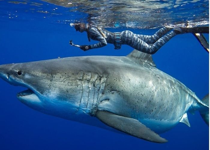 Du lịch biển Maldives - Biển Maldives có khoảng 10-12 loài cá heo và cá mập sống quanh các rặng san hô.