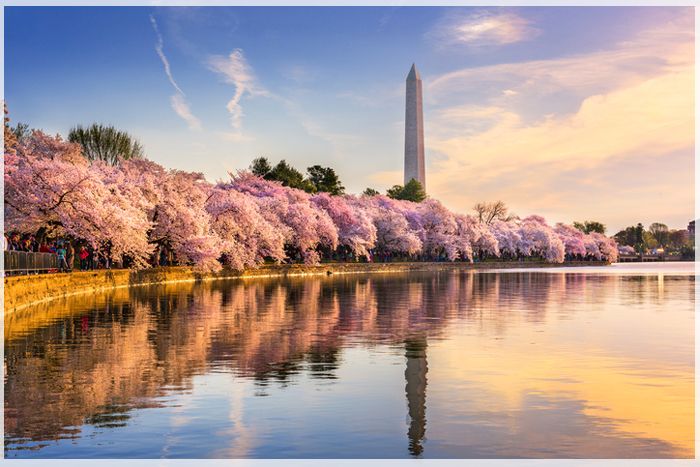 Đi du lịch Washington mùa nào đẹp nhất?