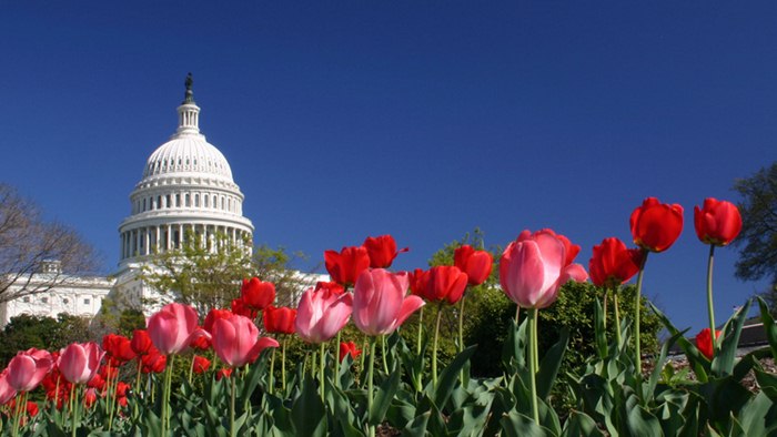 Du lịch Mỹ mùa nào đẹp nhất -Hoa tulip