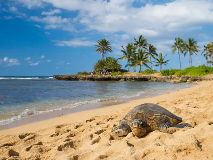 Bãi biển Hawaii - Đến Vịnh Kiholo du lịch, du khách có thể may mắn bắt gặp các chú rùa biển đang phơi nắng