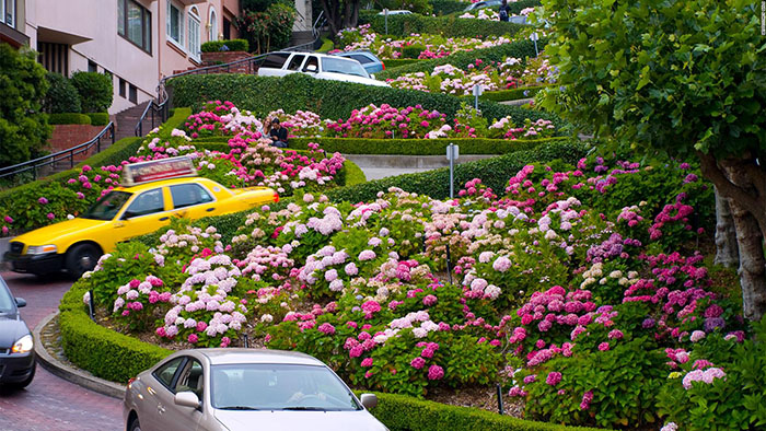 Cảnh đẹp San Francisco - Hai bên đường là cả một rừng hoa.