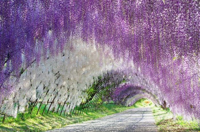 Kinh nghiệm du lịch Nhật Bản tháng 5 - Đường hầm hoa Tử Đằng đẹp nhất thế giới
