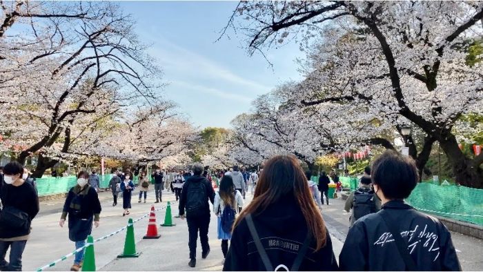 Công viên Ueno - Vào mùa xuân, rất đông du khách đến đây ngắm Hoa Anh Đào