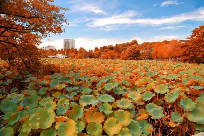 Công viên Ueno - Hồ sen trong công viên vào mùa thu