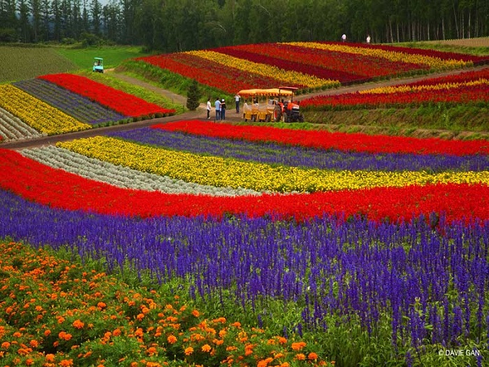 du lịch Hokkaido - vùng đất hoa Lavender