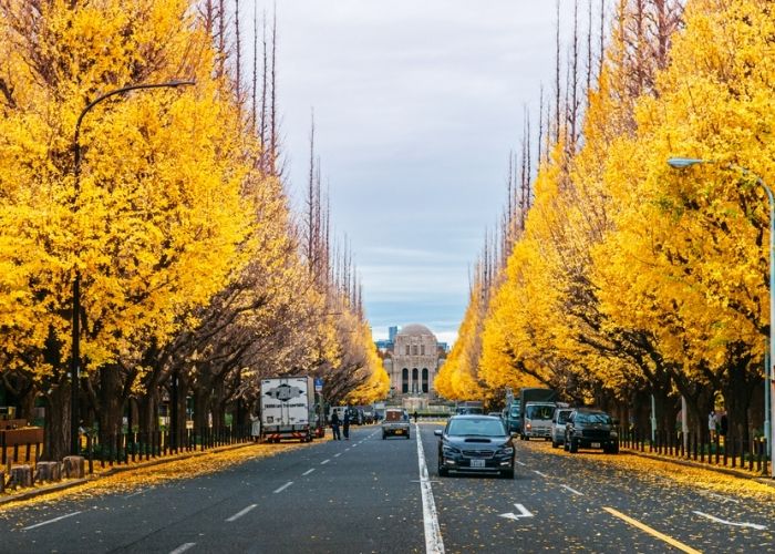 Du lịch Nhật Bản tháng 10 có gì đẹp - Con đường rợp lá vàng bay và sự lãng mạn trong tháng 10