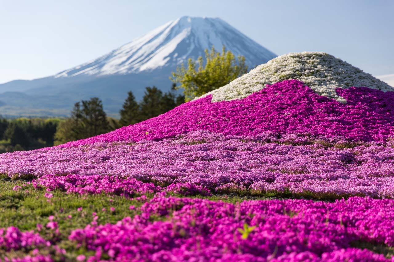 Lễ hội hoa Fuji Shibazakura lãng mạn, thơ mộng