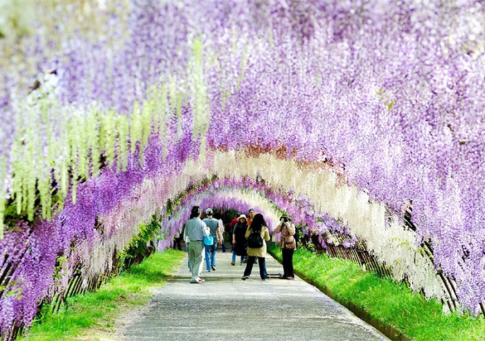 Kinh nghiệm du lịch Nhật Bản tháng 11 - Vườn hoa Kawachi Fuji
