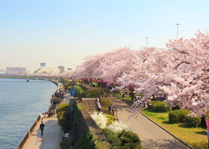 Kinh nghiệm du lịch Nhật Bản tháng 3 - Công viên Sumida