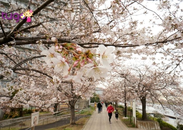 Kinh nghiệm du lịch Nhật Bản tháng 3 - Con đường rợp bóng hao anh đào, vào những ngày có gió, từng bông hoa rơi xuống rất đẹp
