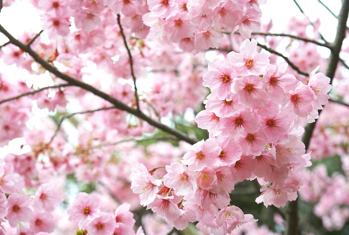 Kinh nghiệm du lịch Nhật Bản mùa hoa anh đào - Hoa anh đào với sắc hồng phớt nở rộ cả một góc phố tạo nên khung cảnh nên thơ