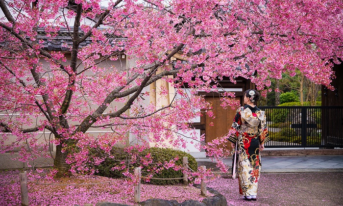 Kinh nghiệm du lịch Nhật Bản mùa hoa anh đào - Một góc hoa anh đào trên đường phố