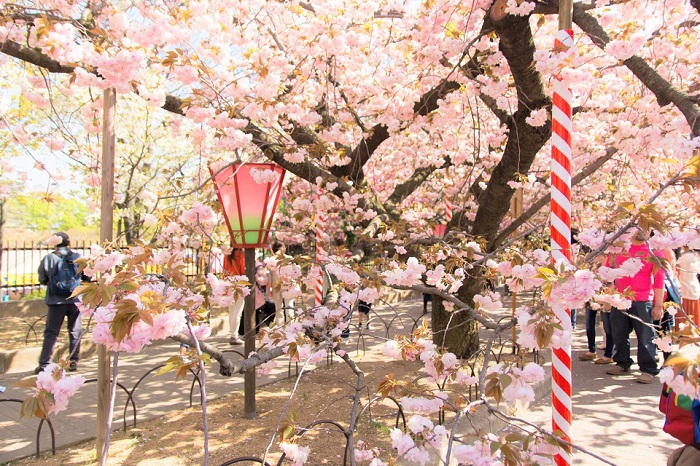 Kinh nghiệm du lịch Nhật Bản mùa hoa anh đào - Rực rỡ hoa anh đào trên khắp con đường