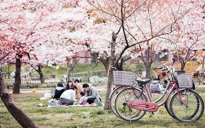 Kinh nghiệm du lịch Nhật Bản mùa hoa anh đào - Sắc hoa anh đào tràn ngập khắp mọi nơi