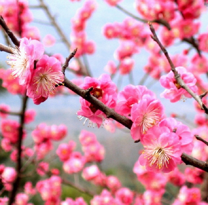 Kinh nghiệm du lịch Nhật Bản mùa hoa anh đào - Cùng nhau ngắm hoa anh đào nở rực rỡ tại Nhật Bản và nguyện cầu những điều tốt đẹp.