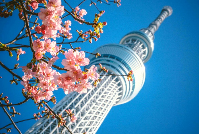 Kinh nghiệm du lịch Nhật Bản mùa hoa anh đào - Thủ đô Tokyo nơi ngắm hoa anh đào nở 