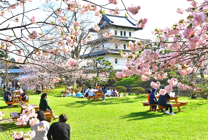Kinh nghiệm du lịch Nhật Bản mùa hoa anh đào - Sắc hoa anh đào tại Hokkaido