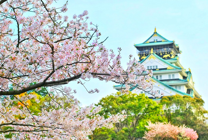 Kinh nghiệm du lịch Nhật Bản mùa hoa anh đào - Hình ảnh hoa anh đào tại Osaka