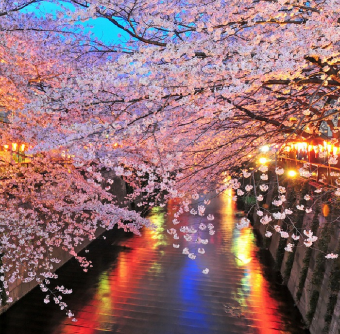 Kinh nghiệm du lịch Nhật Bản mùa hoa anh đào - Hình ảnh hoa anh đào về đêm tại Thủ đô Tokyo