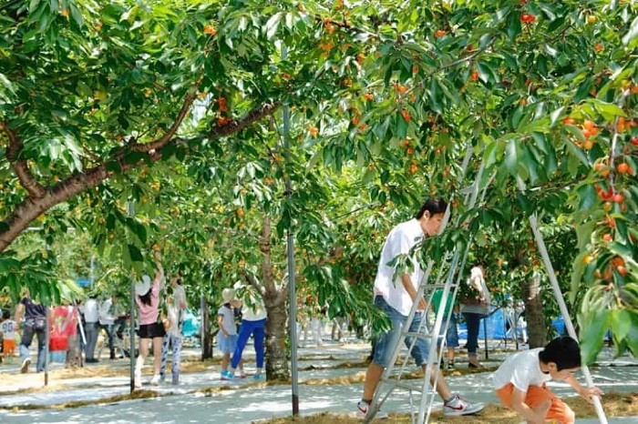 Kinh nghiệm du lịch nhật bản tháng 7 - Trải nghiệm tại Vườn trái cây Satomi