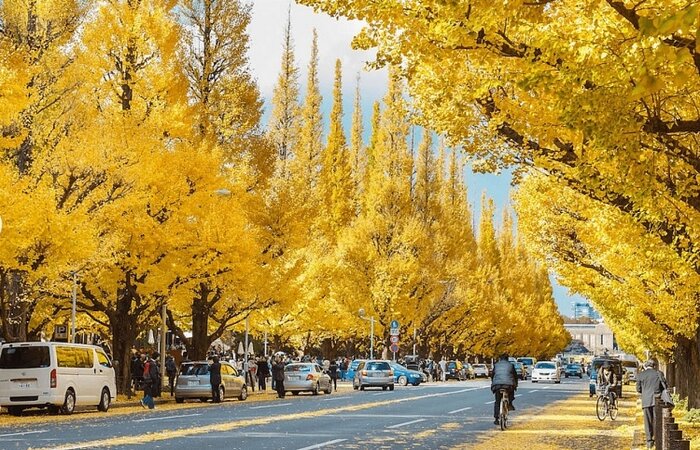 Du lịch Nhật Bản mùa thu - Một trong những địa điểm du lịch Nhật Bản mùa thu bạn nên đến đó là Meiji Jingu Gaien