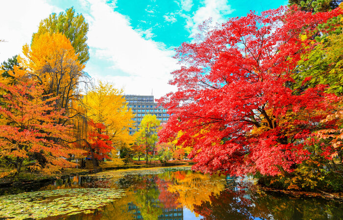 Du lịch Nhật Bản mùa thu - Mùa thu được nhiều du khách nhận xét là mùa đẹp nhất trong năm ở Nhật Bản