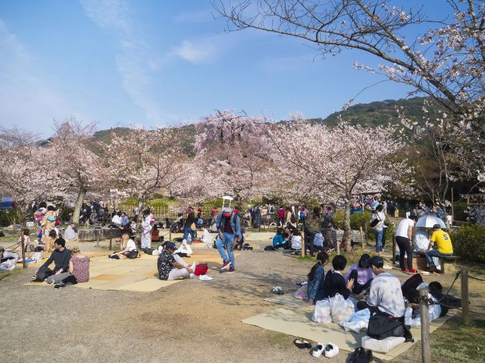 Công viên Maruyama Kyoto - Điểm ngắm hoa anh đào tuyệt đẹp.