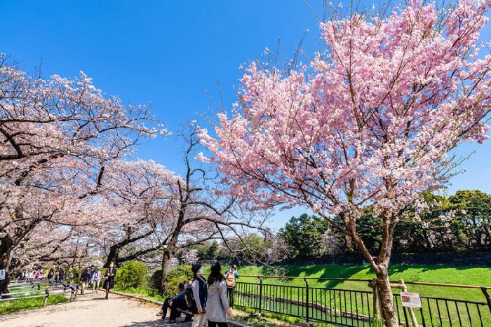Khám phá công viên Maruyama: Viên ngọc quý của cố đô Kyoto