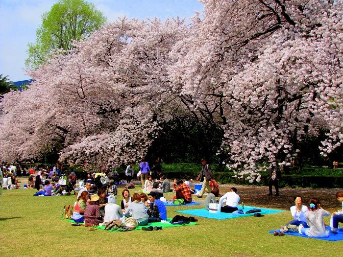 Khám phá công viên Maruyama: Viên ngọc quý của cố đô Kyoto
