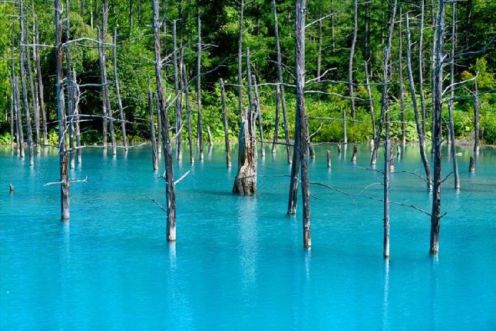 Màu xanh kì lạ của nước hồ Biei là món quà của tạo hóa ban cho Hokkaido